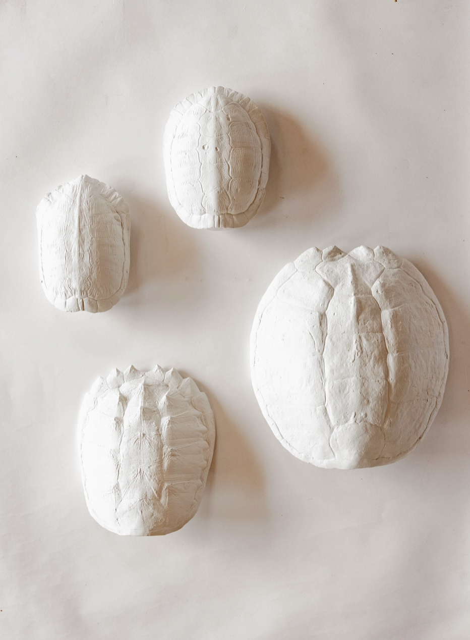 Cast Turtle Shell