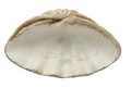 Magnesia Clamshell