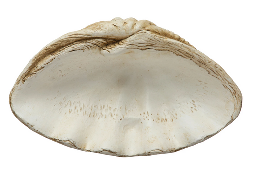 Magnesia Clamshell