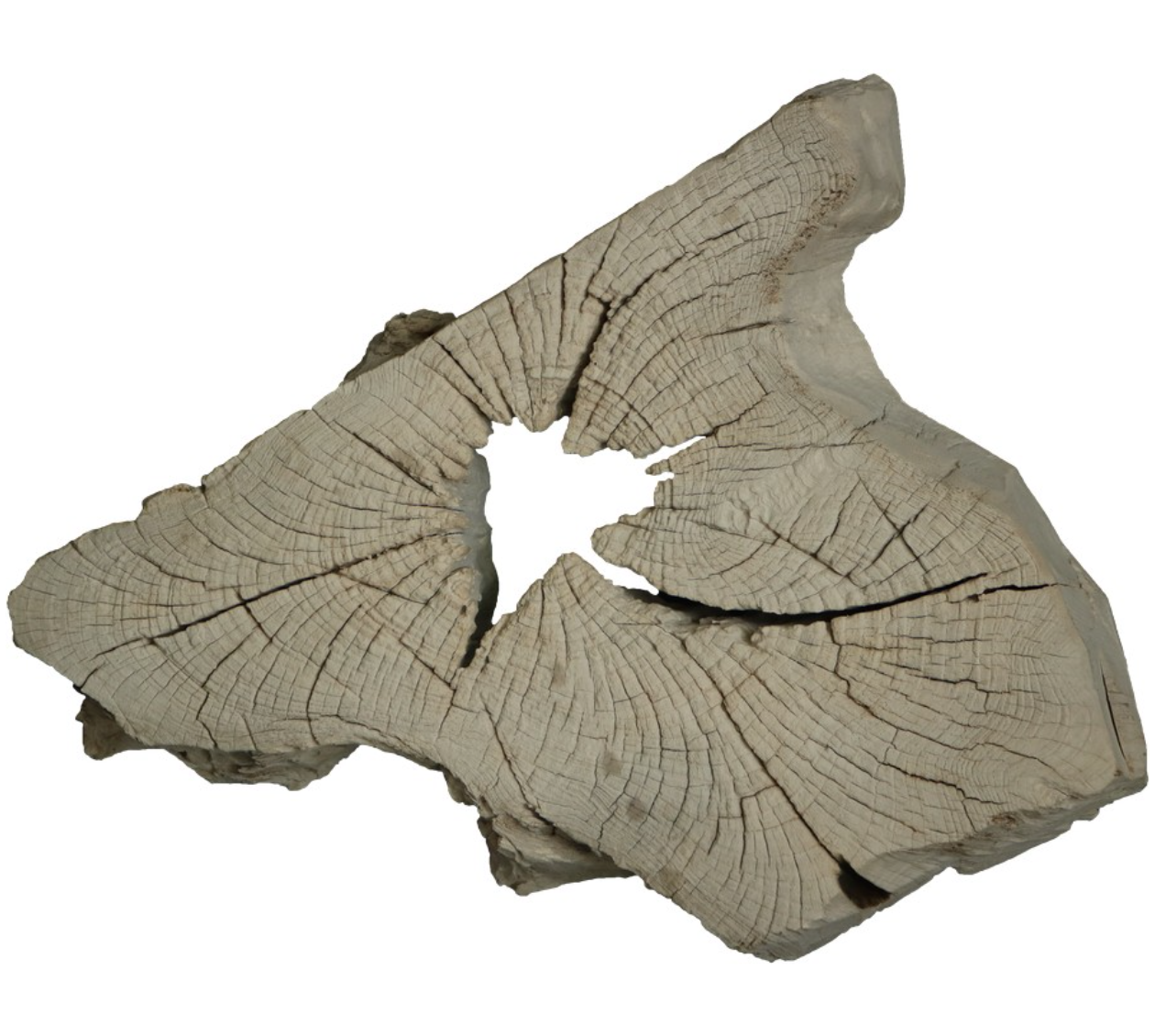 Petrified Wood Art