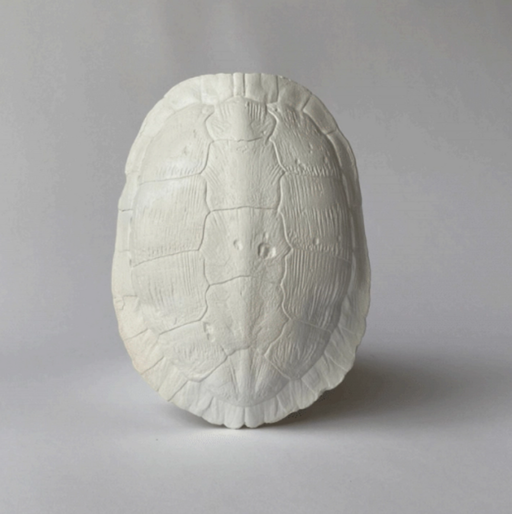 Cast Turtle Shell