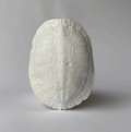 Cast Turtle Shell
