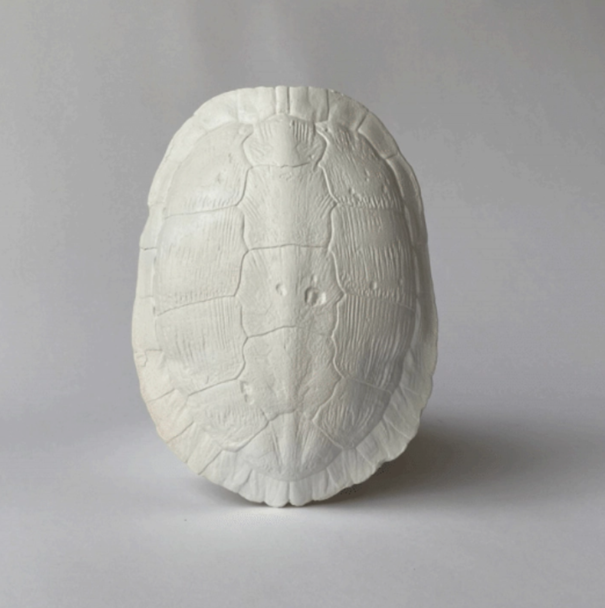 Cast Turtle Shell