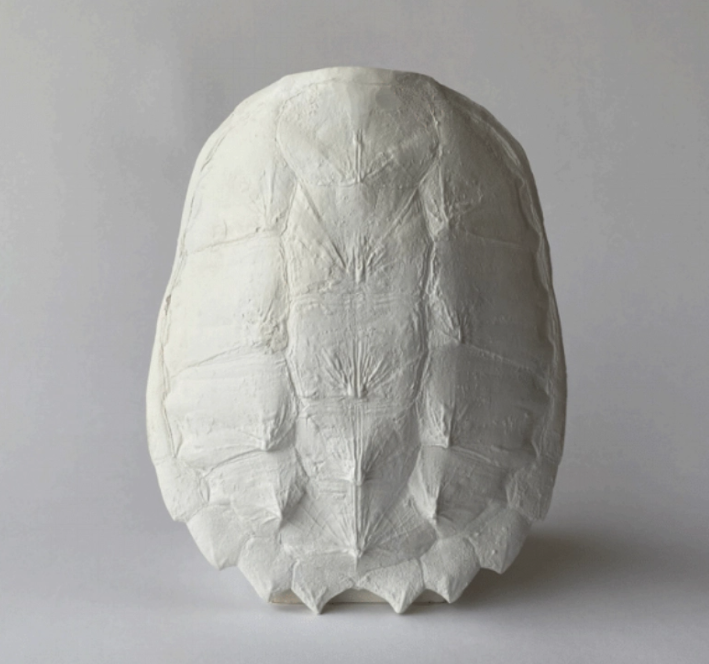 Cast Turtle Shell