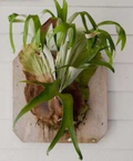 Staghead Fern with Planter