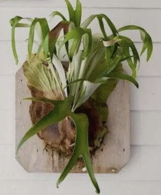 Staghead Fern with Planter