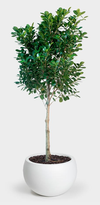 Ficus Topiary