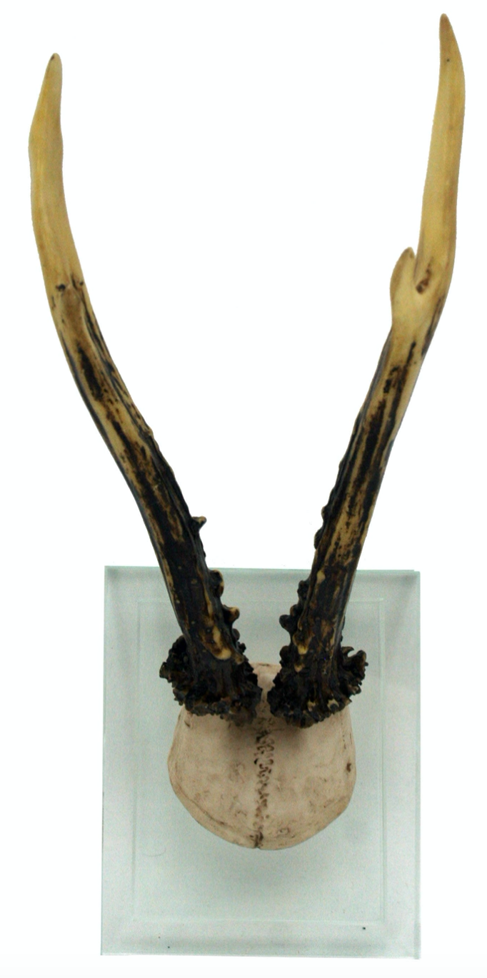 Antler Double Glass Wall Mount