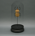 Elephant Beetle Glass Cloche
