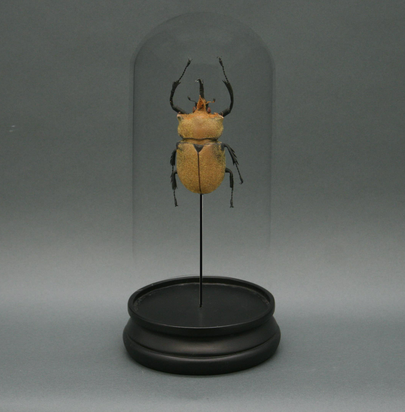 Elephant Beetle Glass Cloche