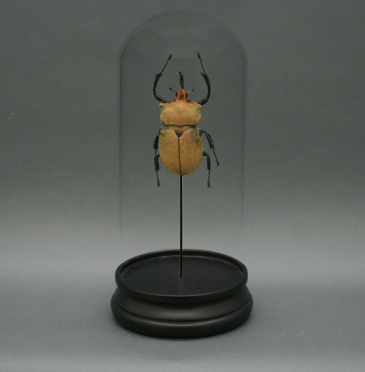 Elephant Beetle Glass Cloche