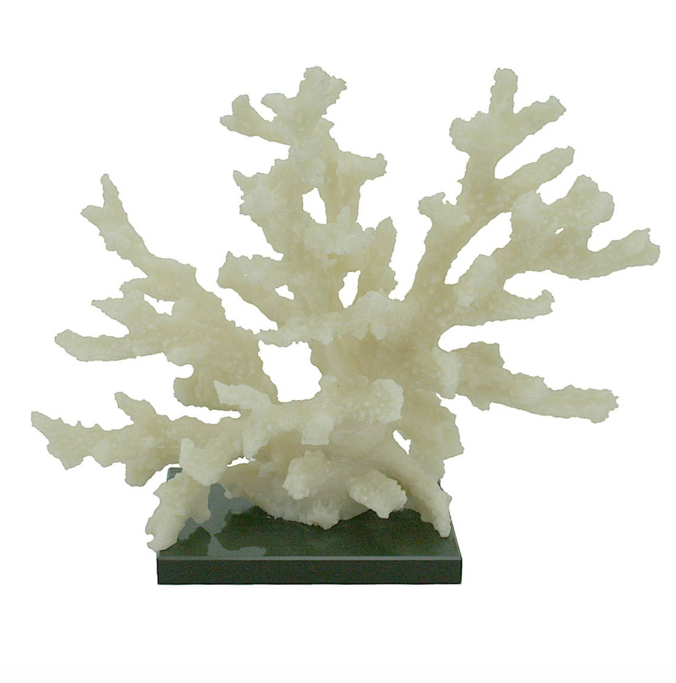 Branching Coral on Glass Base