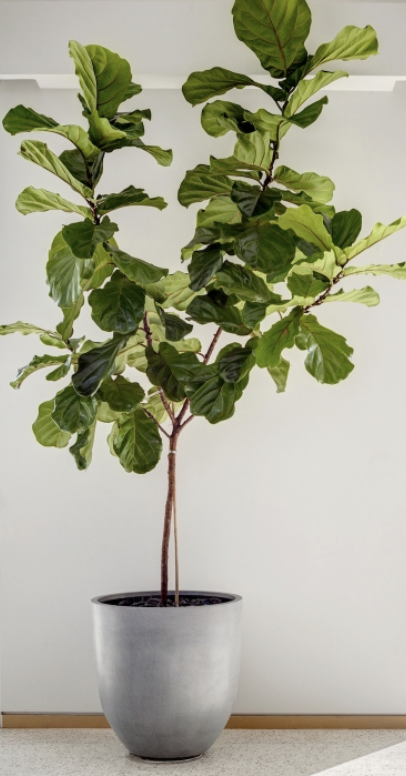 Fiddle Head Fig Tree