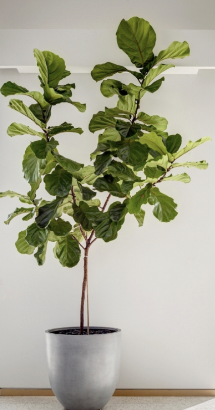 Fiddle Head Fig Tree