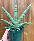 Starfish Snake Plant