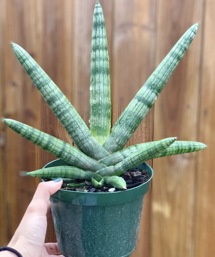 Starfish Snake Plant