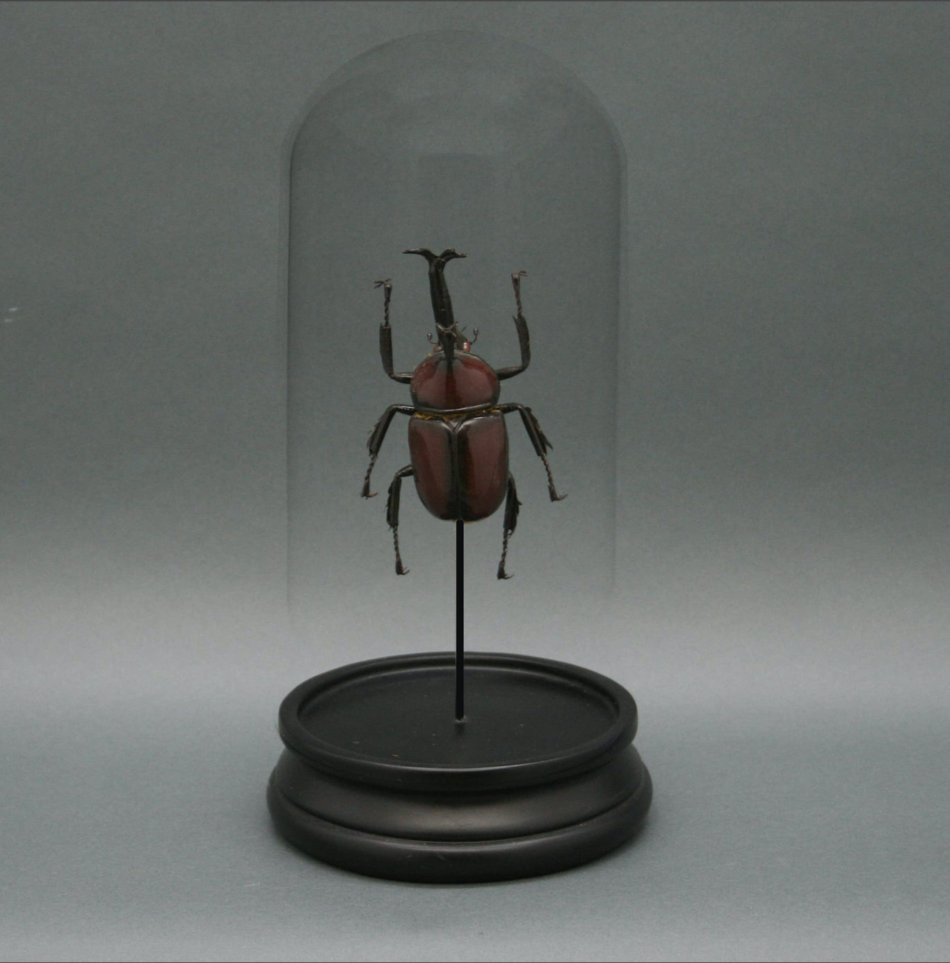 Rhinoceros Beetle Glass Cloche