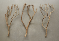 Dried Tea Tree Branch